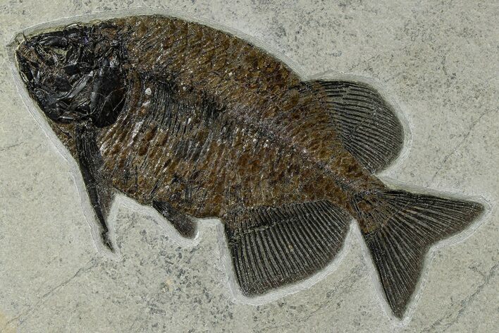 Exquisite Fish Fossil (Phareodus) - Wyoming #370911